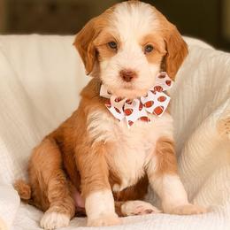 Friday - Red  female Goldendoodle puppy in Hartwell, Georgia from BellaDoodles