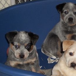 Australian Cattle Dogs from Caray Australian Cattle Dogs