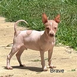 Brave - White and chocolate male American Hairless Terrier puppy in Buckingham, Illinois from Gaus Hof