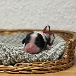 Ms. Pink - Tri-color female Cavalier King Charles Spaniel puppy in Port Richey, Florida from Sunshine State Cavaliers