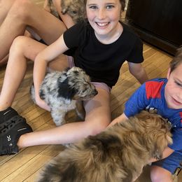 Aussiedoodle Puppies from The Ocala Doodle Ranch