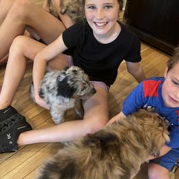 Aussiedoodle Puppies from The Ocala Doodle Ranch