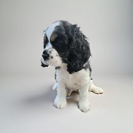 AKC Archie - Black white and tan male Cocker Spaniel puppy in Midlothian, Virginia from Swift Creek Cocker Spaniels