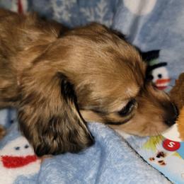 Winter. (Non Dapple) - Sable female Dachshund puppy in Terlton, Oklahoma from CLARK'S BREEDING PROGRAM