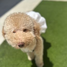 Cavapoos, Cockapoos, Goldendoodles, and Poodles from Pucci Pawfect Doodles