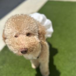 Cavapoos, Cockapoos, Goldendoodles, and Poodles from Pucci Pawfect Doodles