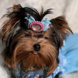 Amillia - Black and gold female Yorkshire Terrier puppy in Daggett, Michigan from Hetzel’s Enchanted Yorkies (Michigan)