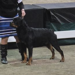 Krueger - Rottweiler