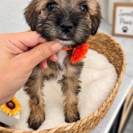 Coco - Salt and pepper female Miniature Schnauzer puppy in Gilroy, California from Good Shepherd K9 Initiative