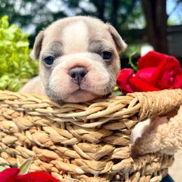 Bagel - Blue fawn male French Bulldog puppy in Opelika, Alabama from Fancy Face Frenchies
