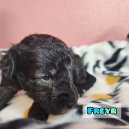 Bedlington Terrier Puppies from Dreamy Muse Bedlingtons