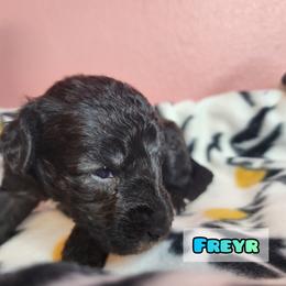 Bedlington Terrier Puppies from Dreamy Muse Bedlingtons