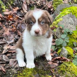 Chip - Red tri-color male Australian Shepherd puppy in Grants Pass, Oregon from Carmel Mountain Aussies