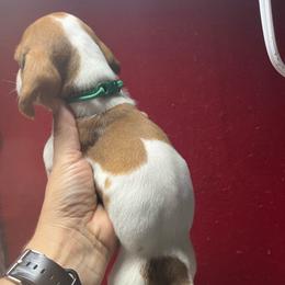 Female 5 - Piebald female Dachshund puppy in Eunice, Louisiana from 4J's Cajun Kennels