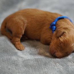 Blue Boy - Dark golden male Golden Retriever puppy in Ozark, Alabama from Nomadic Reds Golden Retrievers