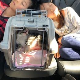 Border Collie Puppies from Cascade Sun Kennels