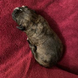 Lainey Wilson - Brindle female Boxer puppy in Willard, North Carolina from Boone’s Boxers of North Carolina