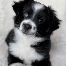 BBM - Black & white male Miniature Australian Shepherd puppy in Evansville, Indiana from Indiana Toy & Mini Aussies
