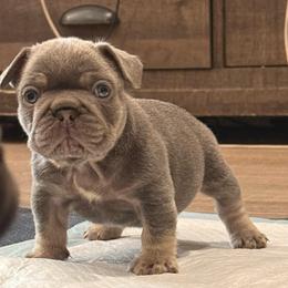 Zeus - Blue fawn male French Bulldog puppy in Chula Vista, California from House of Pugs and French BullDogs