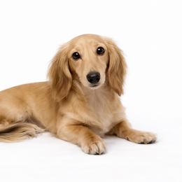 Dachshund puppies from Southern Doxies Ms