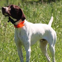 Scout - German Shorthaired Pointer