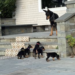 Doberman Pinscher Puppies from Ocean’s Breeze Doberman Pinschers