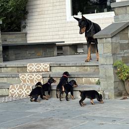 Doberman Pinscher Puppies from Ocean’s Breeze Doberman Pinschers