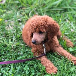 Cherry Pie - Poodle
