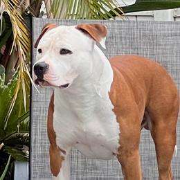 Kona - American Pit Bull Terrier