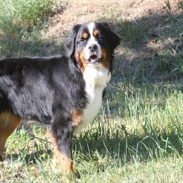 Bernedoodles and Bernese Mountain Dogs from Basin Berners