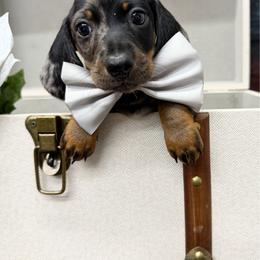 Stormy - Dapple male Dachshund puppy in Leoma, Tennessee from Southbound Kennel