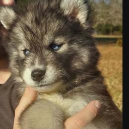 Siberian Husky Puppies from StormVale Siberian Huskies
