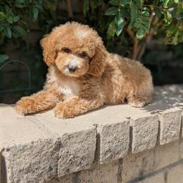 Kobe - Apricot male Poodle puppy in Laveen, Arizona from Neely Family Poodles