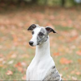 Frosty - Whippet