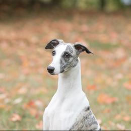 Frosty - Whippet