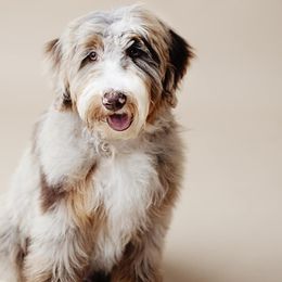 Bernedoodles and Goldendoodles from Brewing Doodles