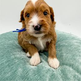 Reese - Red  male Goldendoodle puppy in Sunman, Indiana from Brunsman Country Doodles LLC