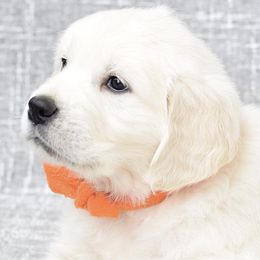 Golden Retrievers from Radiant Goldens
