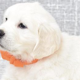 Golden Retrievers from Radiant Goldens