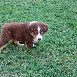 Fuji - Red tri-color male Australian Shepherd puppy in Owensboro, Kentucky from JnT's Bluegrass Mini Aussies