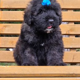 Tulip - Silver and gray female Bouvier des Flandres puppy in Buffalo, Missouri from Noble Bouviers