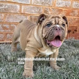 Lizzie - Fawn and white female Bulldog puppy in Rome, Georgia from English Bulldogs of the Seven Hills