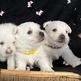 West Highland White Terrier Puppies from 2 Cute Westies