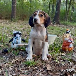 Blue girl - Tri-colored female Treeing Walker Coonhound puppy in Lovelady, Texas from 3 Color Kennel