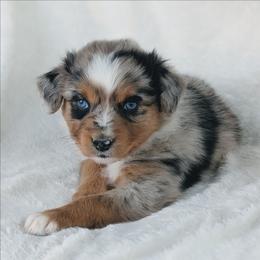 Girl 2 (Pink) - Blue merle female Australian Shepherd puppy in Yakima, Washington from Naches Heights Ranch