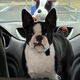 Bryce - Boston Terrier