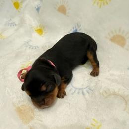 Helen (pink) - Black and tan female Cavalier King Charles Spaniel puppy in Ocala, Florida from Ray of Sunshine Spaniels LLC