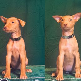 Sonic x Surf female puppy - Chestnut female Pharaoh Hound puppy in Vancouver, Washington from Nefer-Temu Pharaoh Hounds