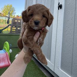 Boo - Red  female Goldendoodle puppy in Phoenix, Arizona from Amore Doodles & Poodles