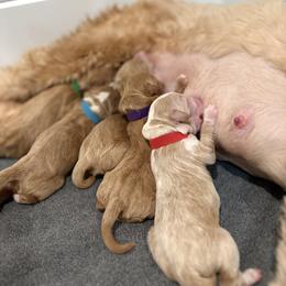 Goldendoodle puppies from South Georgia Golden Doodle Ranch LLC